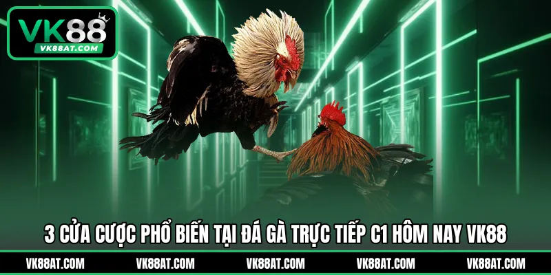 3 cửa cược phổ biến tại đá gà trực tiếp C1 hôm nay VK88