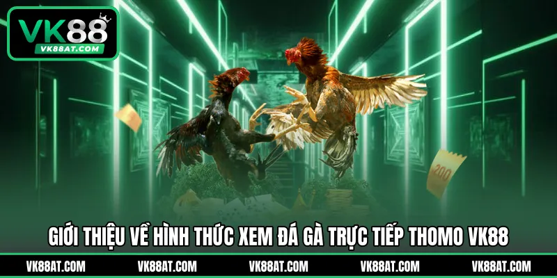 Giới thiệu về hình thức xem đá gà trực tiếp thomo VK88