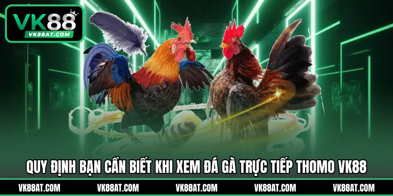 Quy định bạn cần biết khi xem đá gà trực tiếp thomo VK88
