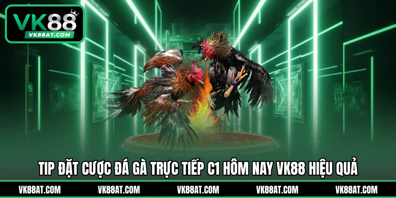 Tip đặt cược đá gà trực tiếp C1 hôm nay VK88 hiệu quả