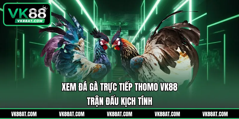 Xem Đá Gà Trực Tiếp Thomo VK88